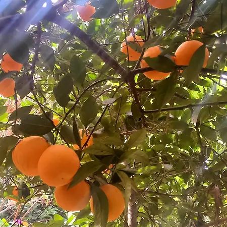 Demeter Rose Stonehouse Pansion Pansiyon *