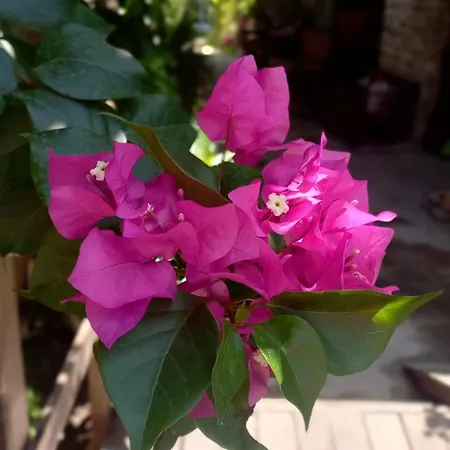 Demeter Rose Stonehouse Pansion Homestay *