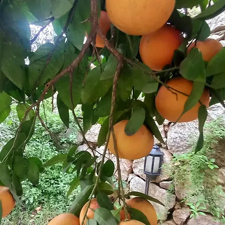 Demeter Rose Stonehouse Pansion Homestay Antalya