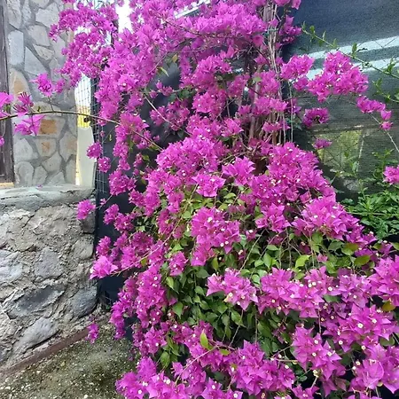Demeter Rose Stonehouse Pansion Homestay