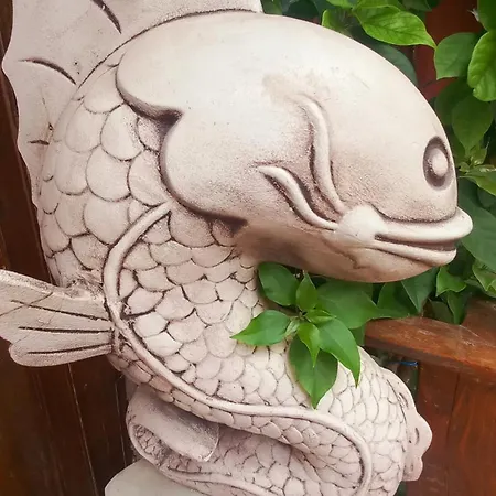 Demeter Rose Stonehouse Pansion