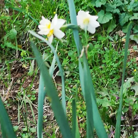 Demeter Rose Stonehouse Pansion Pansiyon Antalya