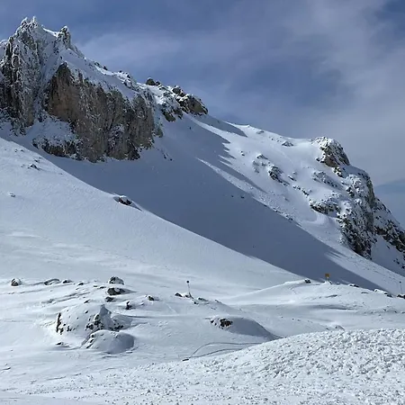 Demeter Rose Stonehouse Pansion *