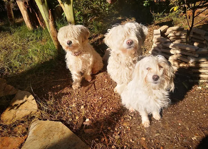 Demeter Rose Stonehouse Pansion Habitación en casa particular Antalya