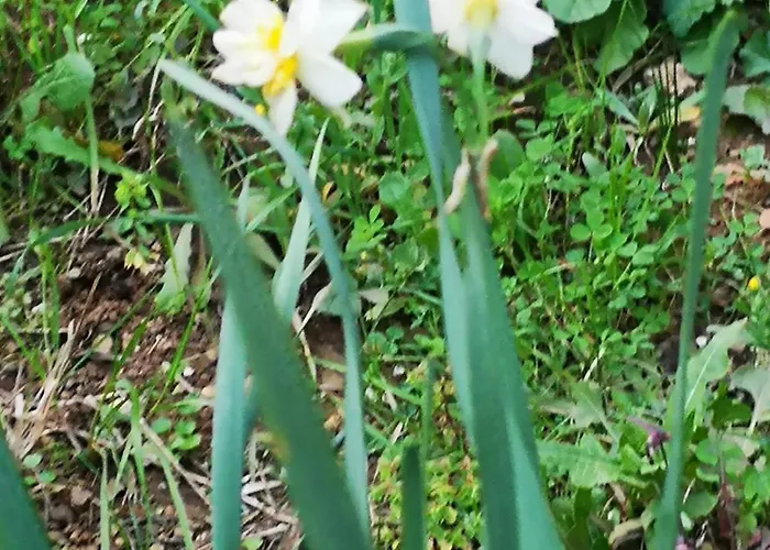 Demeter Rose Stonehouse Pansion Privat bolig Antalya