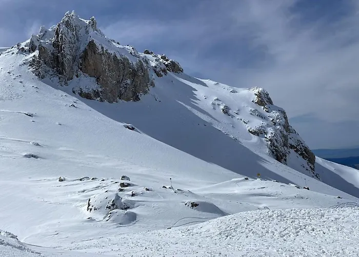 Demeter Rose Stonehouse Pansion *